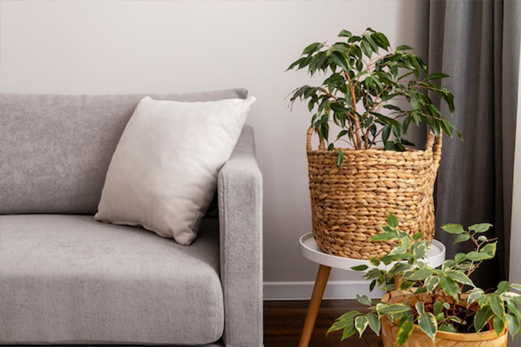 How to Elevate Your Living Room Decor with Ornamental Plants (Illustration Freepix)