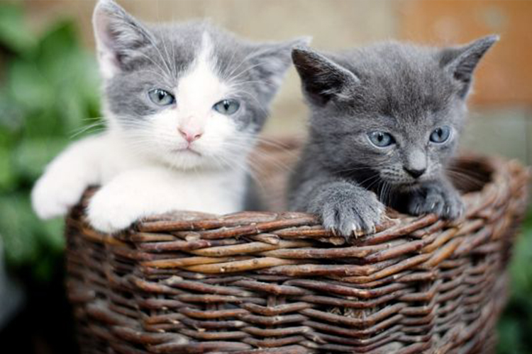 Dealing with Cats who Move Their Kittens: Causes and Tips to Prevent It (Dok. Elements Envato)