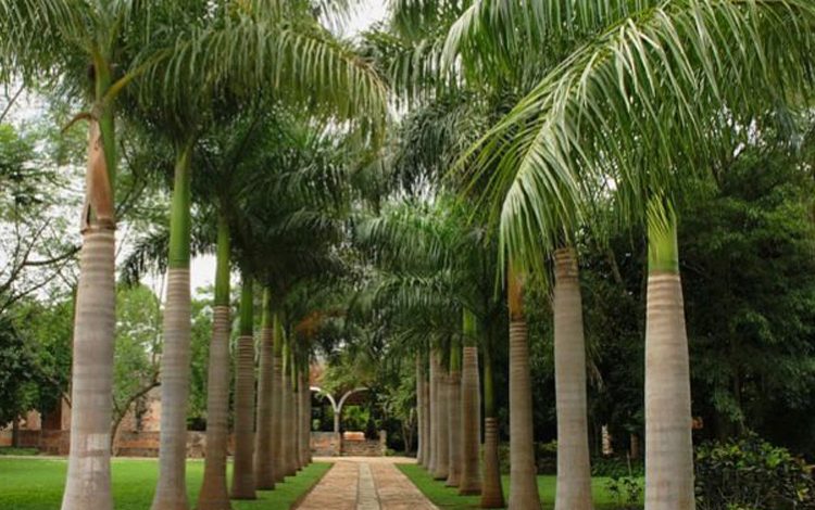 Difference Between Coconut Trees and Palm Trees (flickr.com)