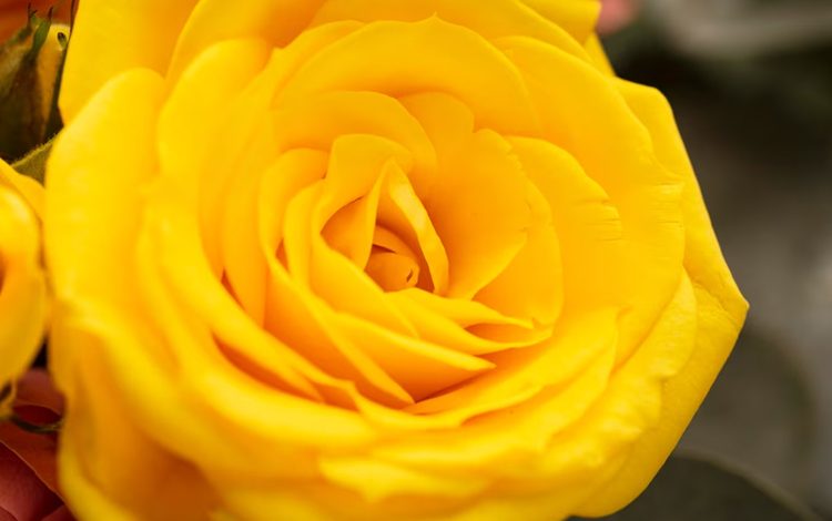 Discovering the Symbols and Significance of Yellow Roses (Freepik)